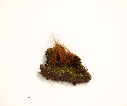 Nodding thread-moss